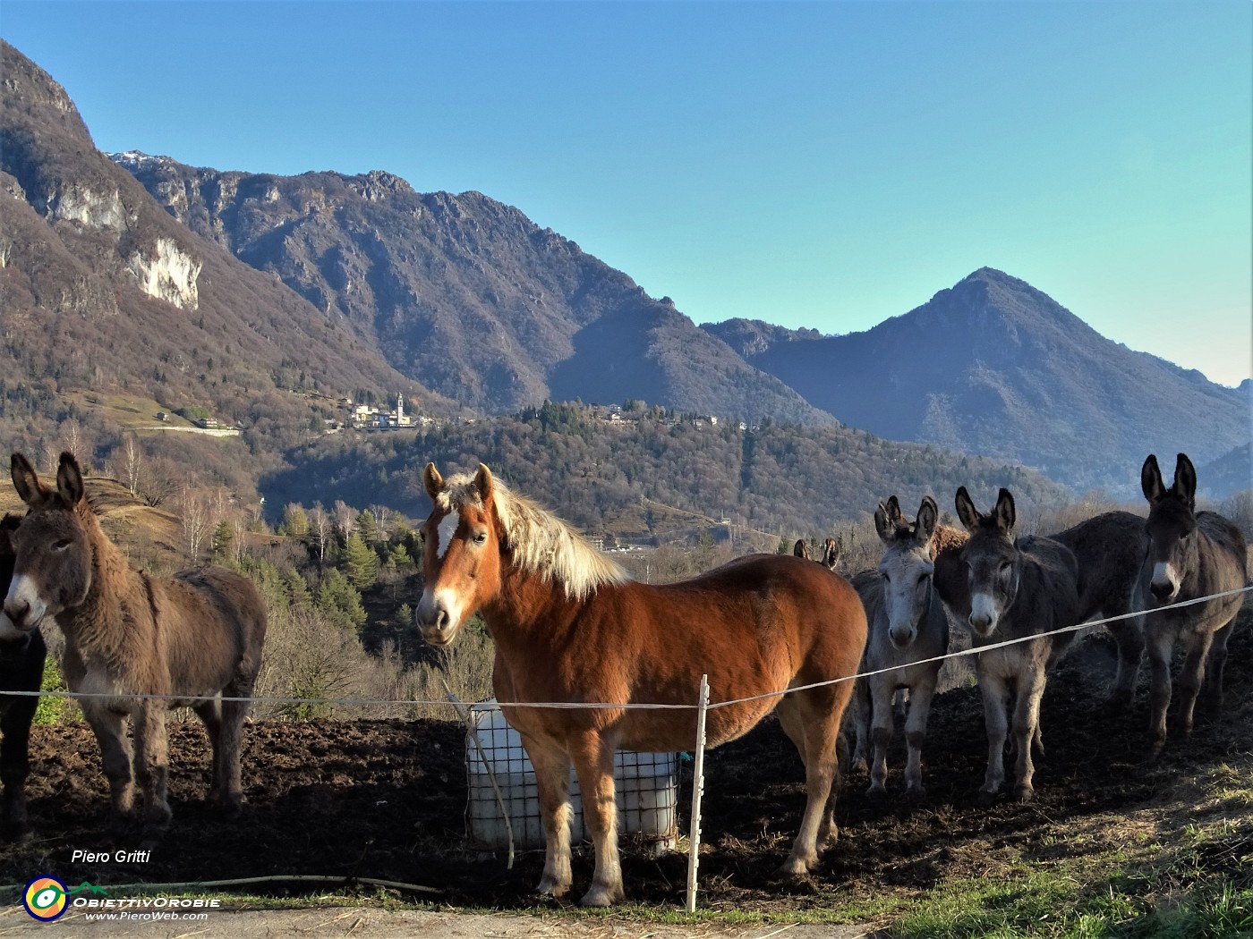 19 Asinelli con cavallo con vista in Alben-Suchello-Cornalba.JPG